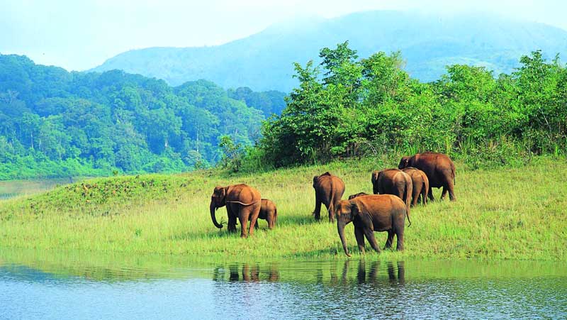 Thekkady Wilderness 