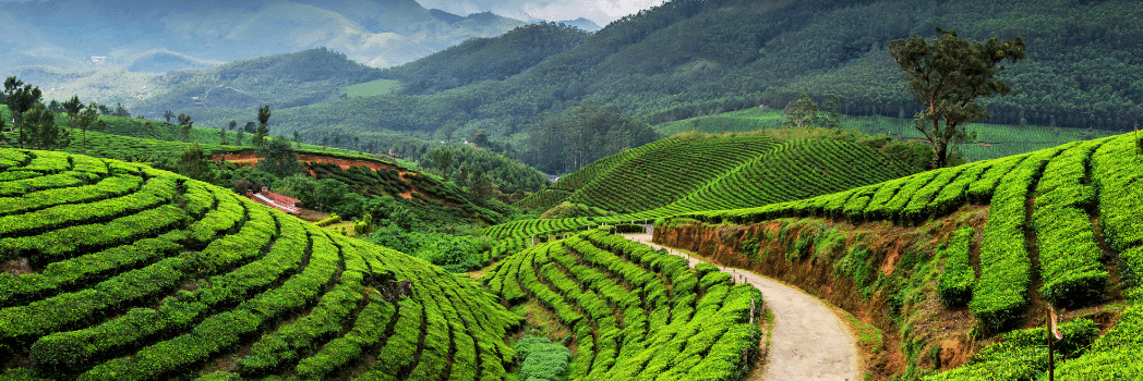 Lush Green Landscapes